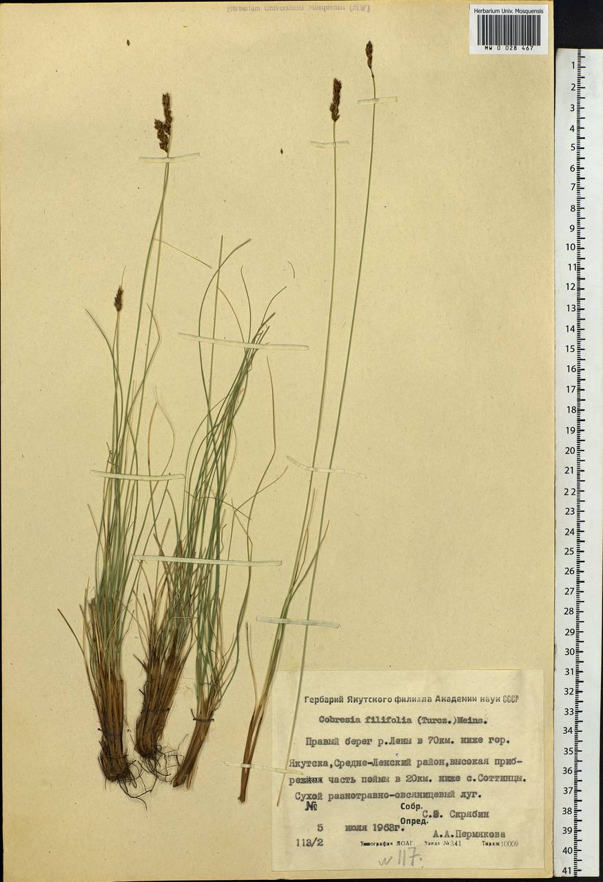 Carex macroprophylla (Y.C.Yang) S.R.Zhang, Сибирь, Якутия (S5) (Россия)