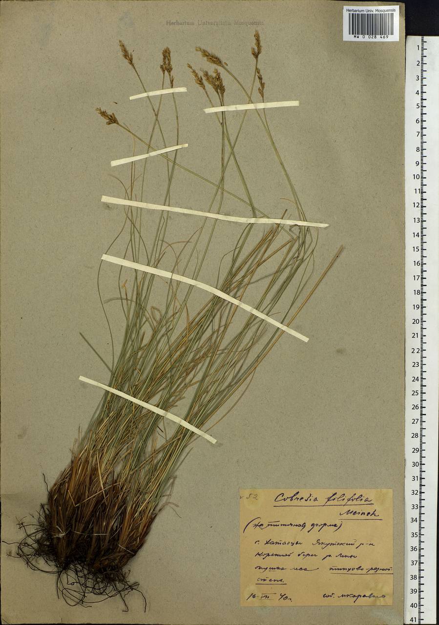 Carex macroprophylla (Y.C.Yang) S.R.Zhang, Сибирь, Якутия (S5) (Россия)