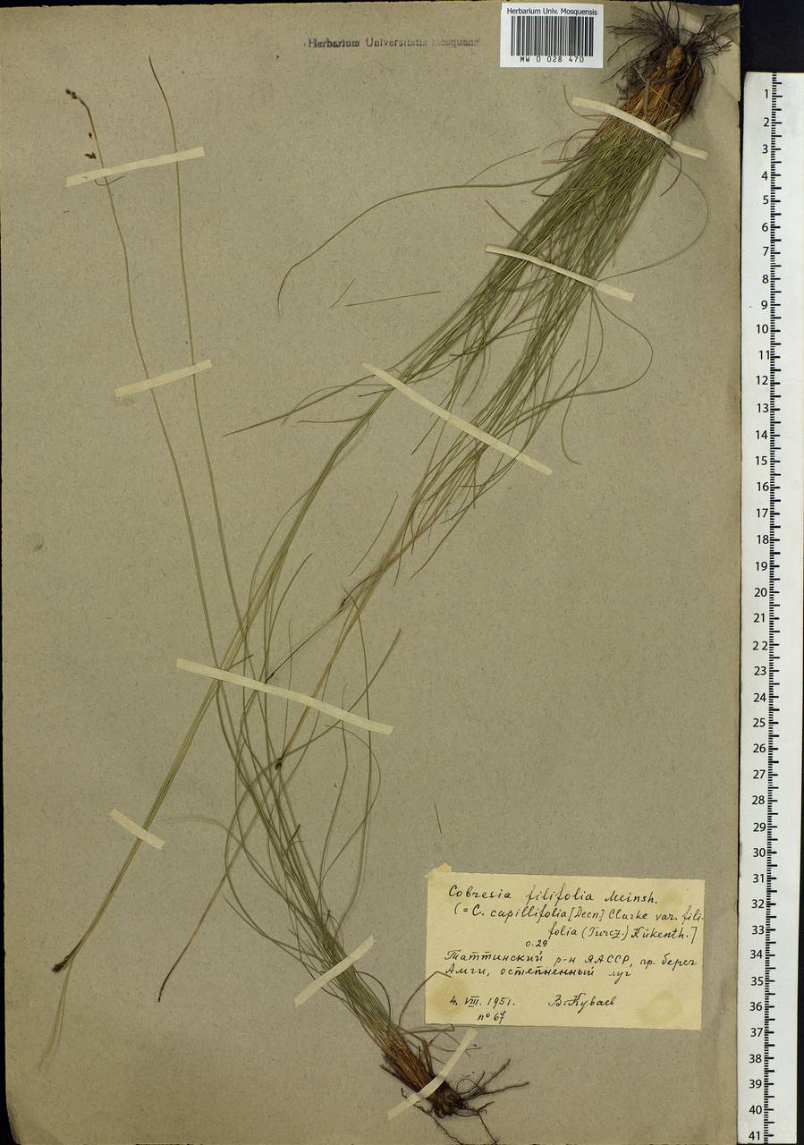 Carex macroprophylla (Y.C.Yang) S.R.Zhang, Сибирь, Якутия (S5) (Россия)