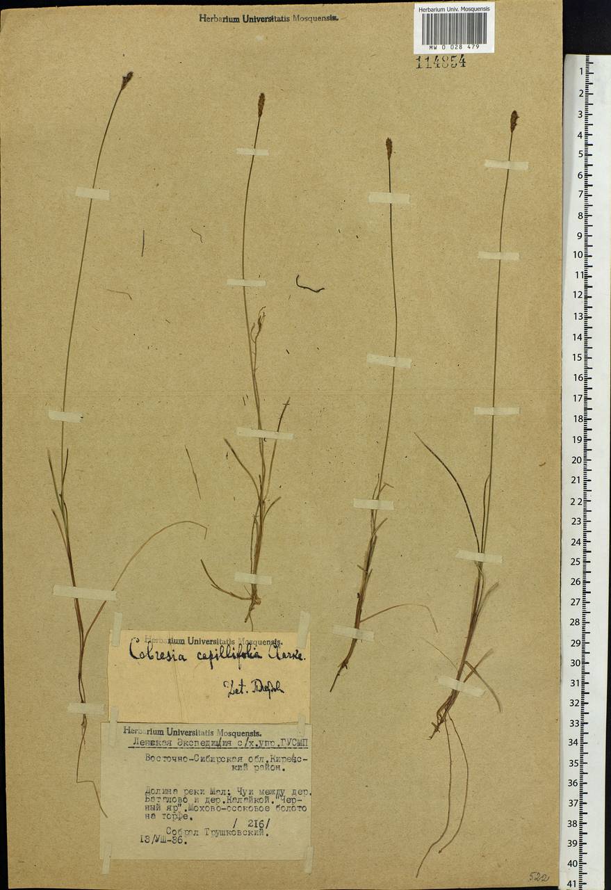 Carex macroprophylla (Y.C.Yang) S.R.Zhang, Сибирь, Прибайкалье и Забайкалье (S4) (Россия)