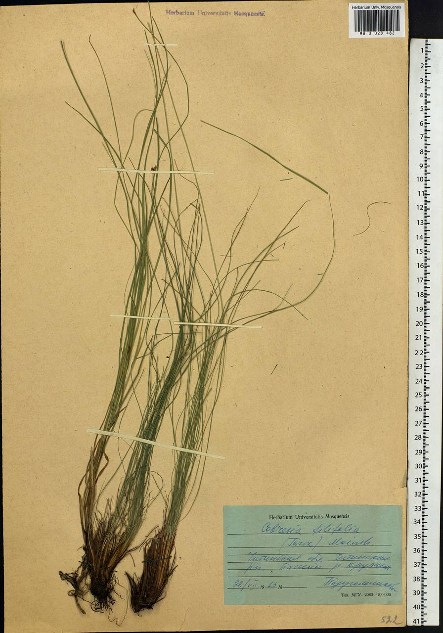 Carex macroprophylla (Y.C.Yang) S.R.Zhang, Сибирь, Прибайкалье и Забайкалье (S4) (Россия)