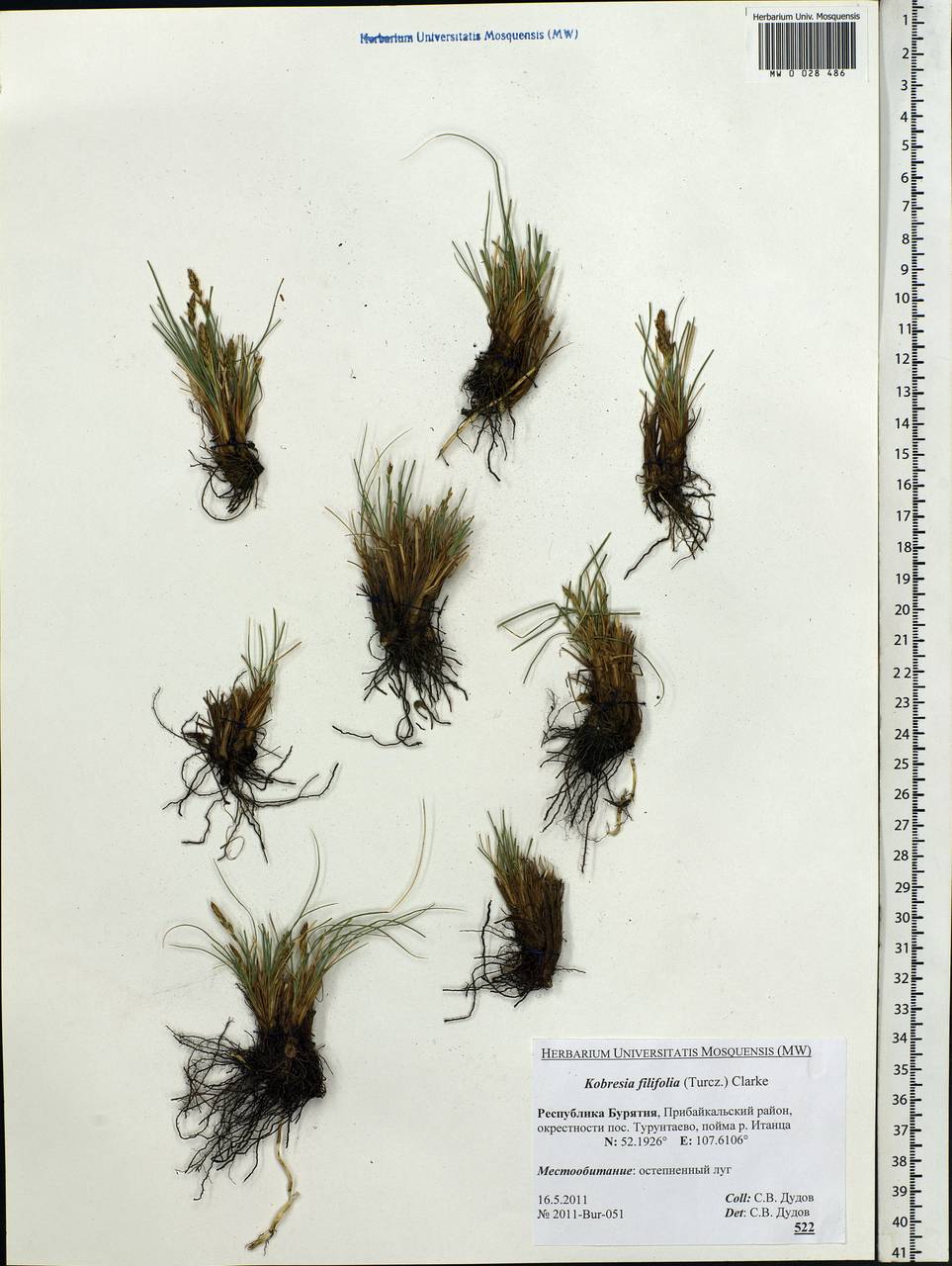 Carex macroprophylla (Y.C.Yang) S.R.Zhang, Сибирь, Прибайкалье и Забайкалье (S4) (Россия)