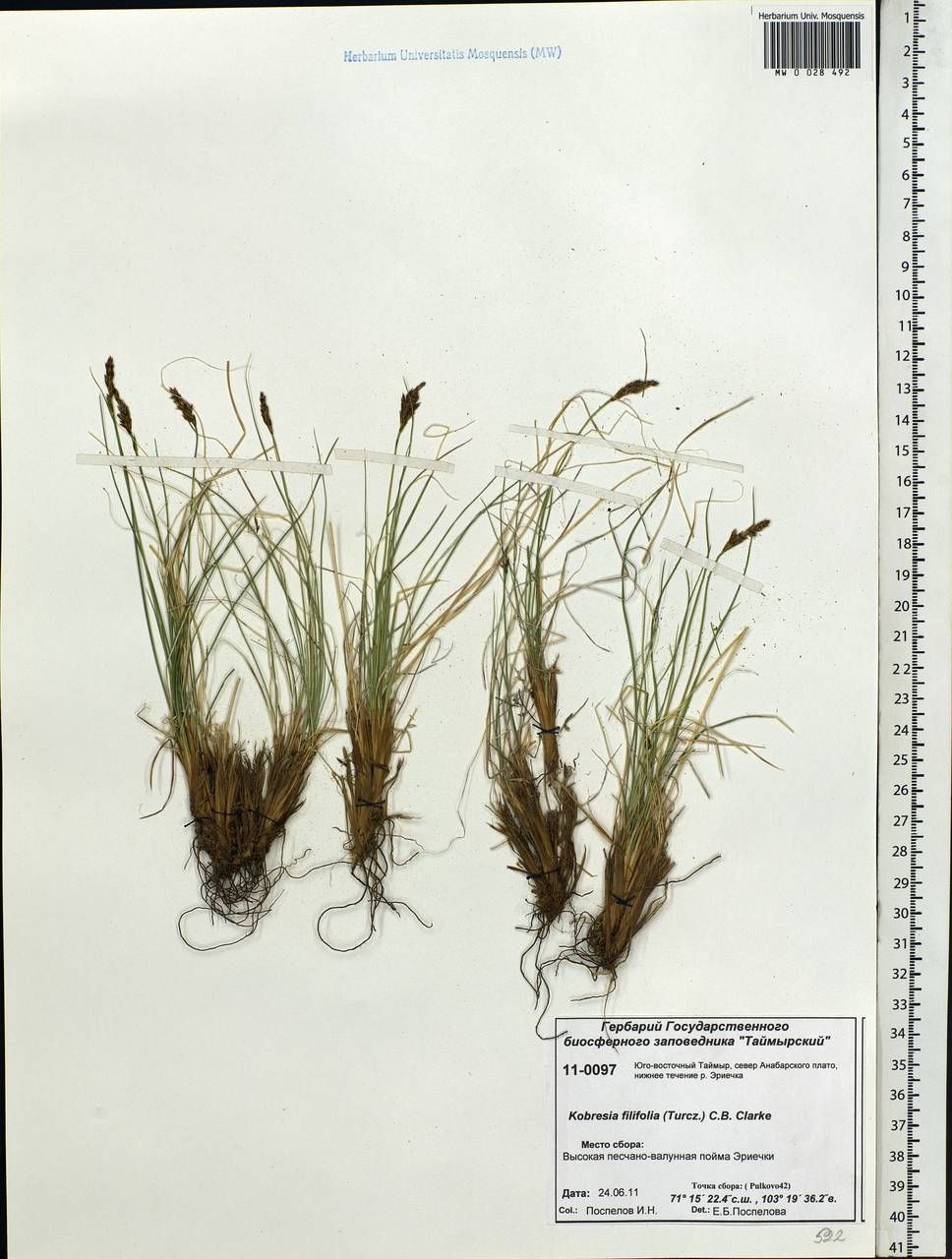 Carex macroprophylla (Y.C.Yang) S.R.Zhang, Сибирь, Центральная Сибирь (S3) (Россия)