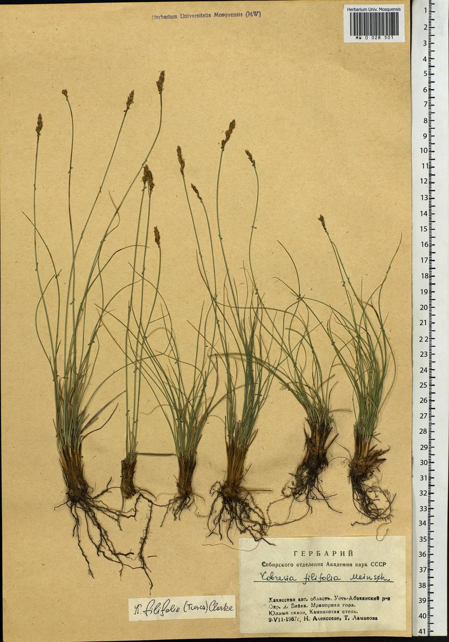 Carex macroprophylla (Y.C.Yang) S.R.Zhang, Сибирь, Алтай и Саяны (S2) (Россия)