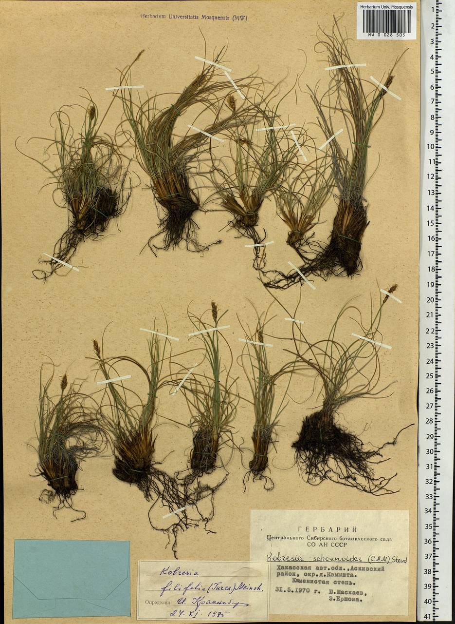 Carex macroprophylla (Y.C.Yang) S.R.Zhang, Сибирь, Алтай и Саяны (S2) (Россия)
