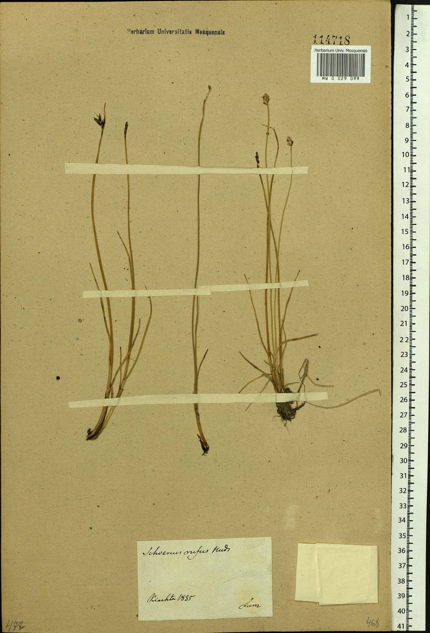 Поточник рыжий (Huds.) Link, Сибирь, Прибайкалье и Забайкалье (S4) (Россия)