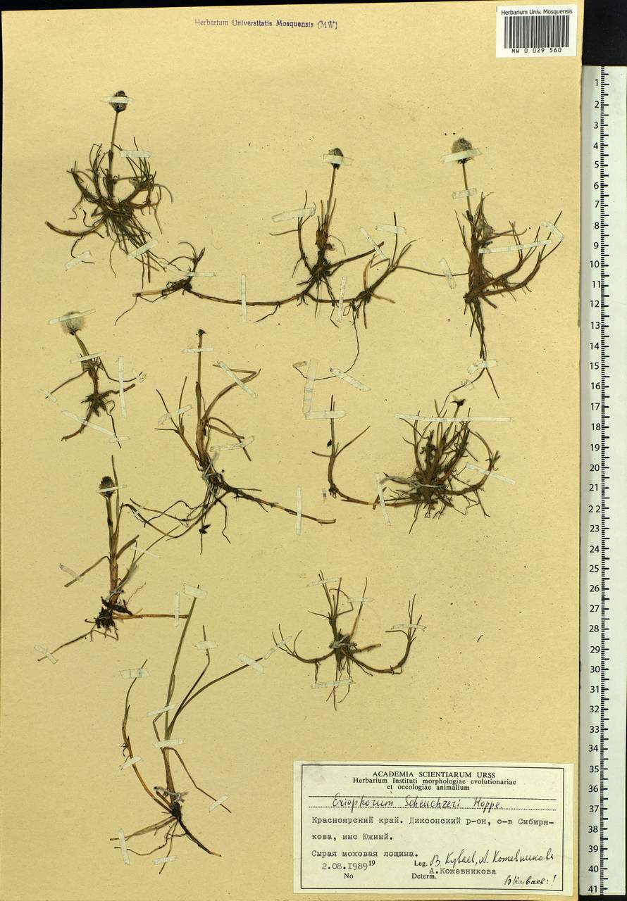 Пушица Шейхцера Hoppe, Сибирь, Центральная Сибирь (S3) (Россия)