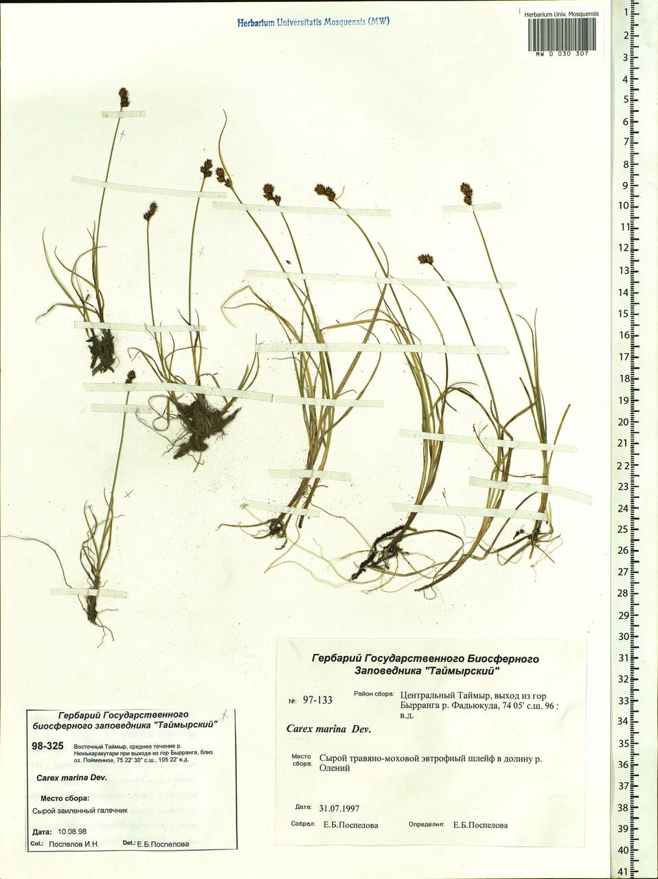 Осока морская Dewey, Сибирь, Центральная Сибирь (S3) (Россия)