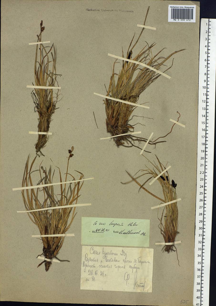 Осока траурная (Holm) T.V.Egorova, Сибирь, Чукотка и Камчатка (S7) (Россия)