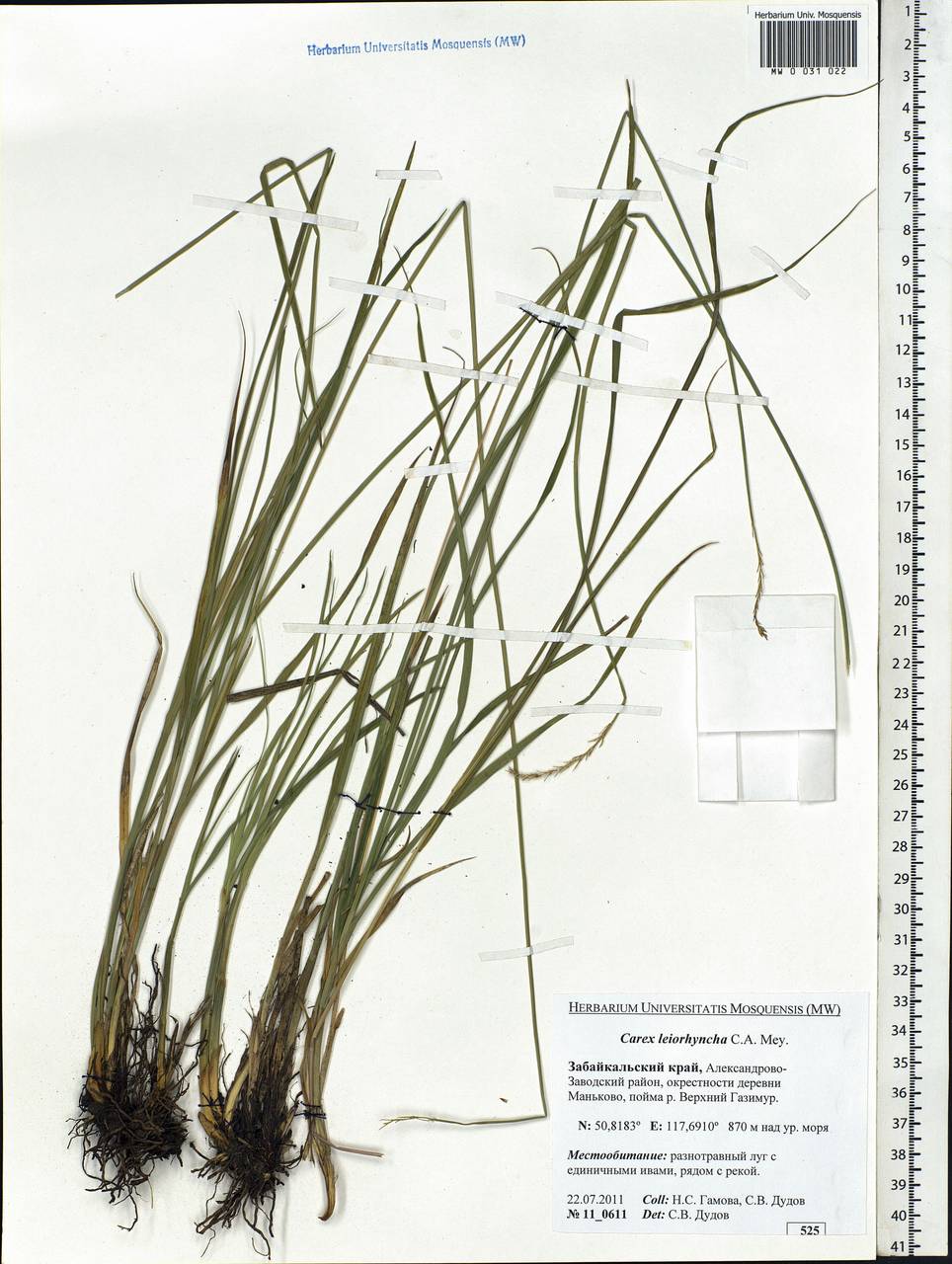 MW0031022, Carex leiorhyncha (Осока гладконосая), specimen
