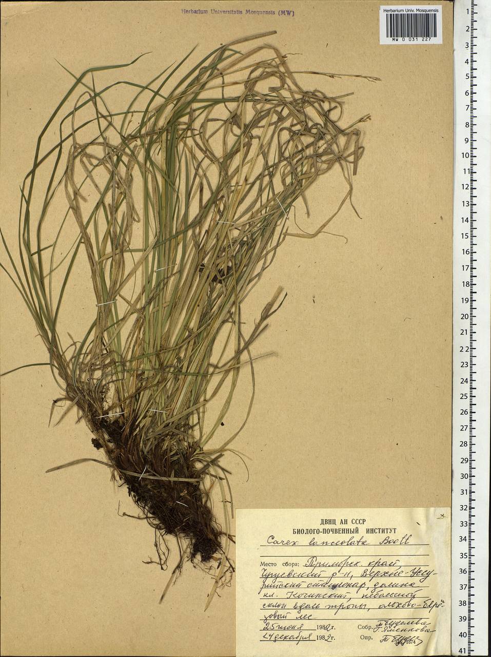 Осока ланцетная Boott, Сибирь, Дальний Восток (S6) (Россия)