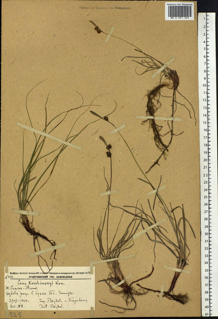 Осока Коржинского Kom., Сибирь, Дальний Восток (S6) (Россия)