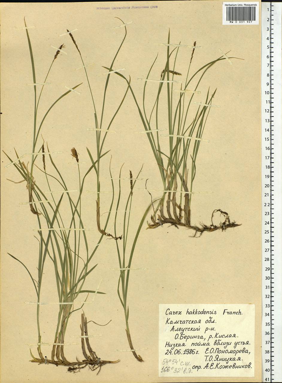 Осока хаккодская Franch., Сибирь, Чукотка и Камчатка (S7) (Россия)