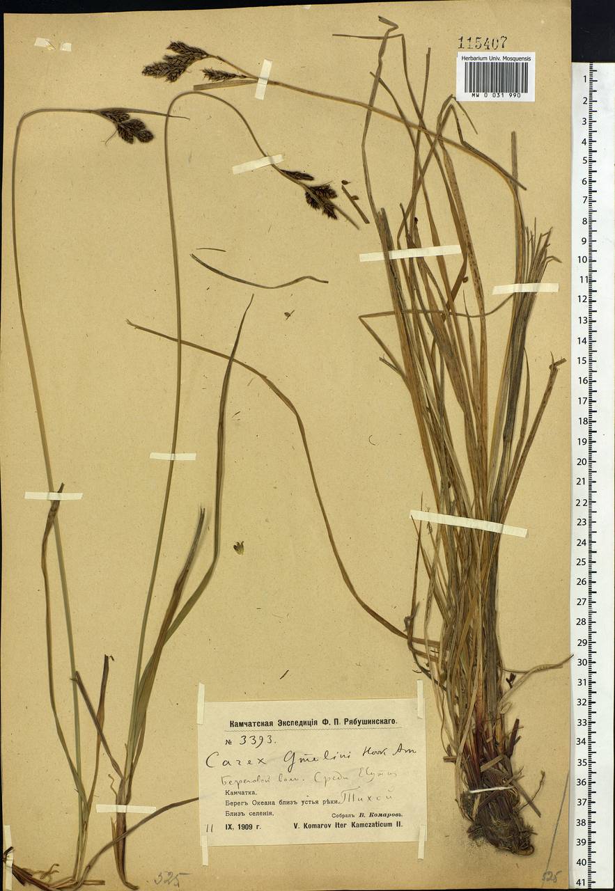 Осока Гмелина Hook. & Arn., Сибирь, Чукотка и Камчатка (S7) (Россия)