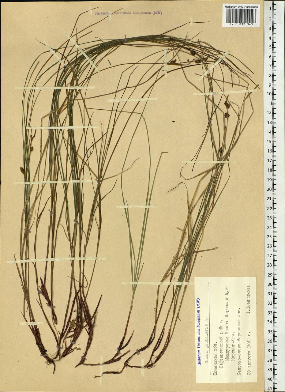 Осока шаровидная L., Сибирь, Западная Сибирь (S1) (Россия)