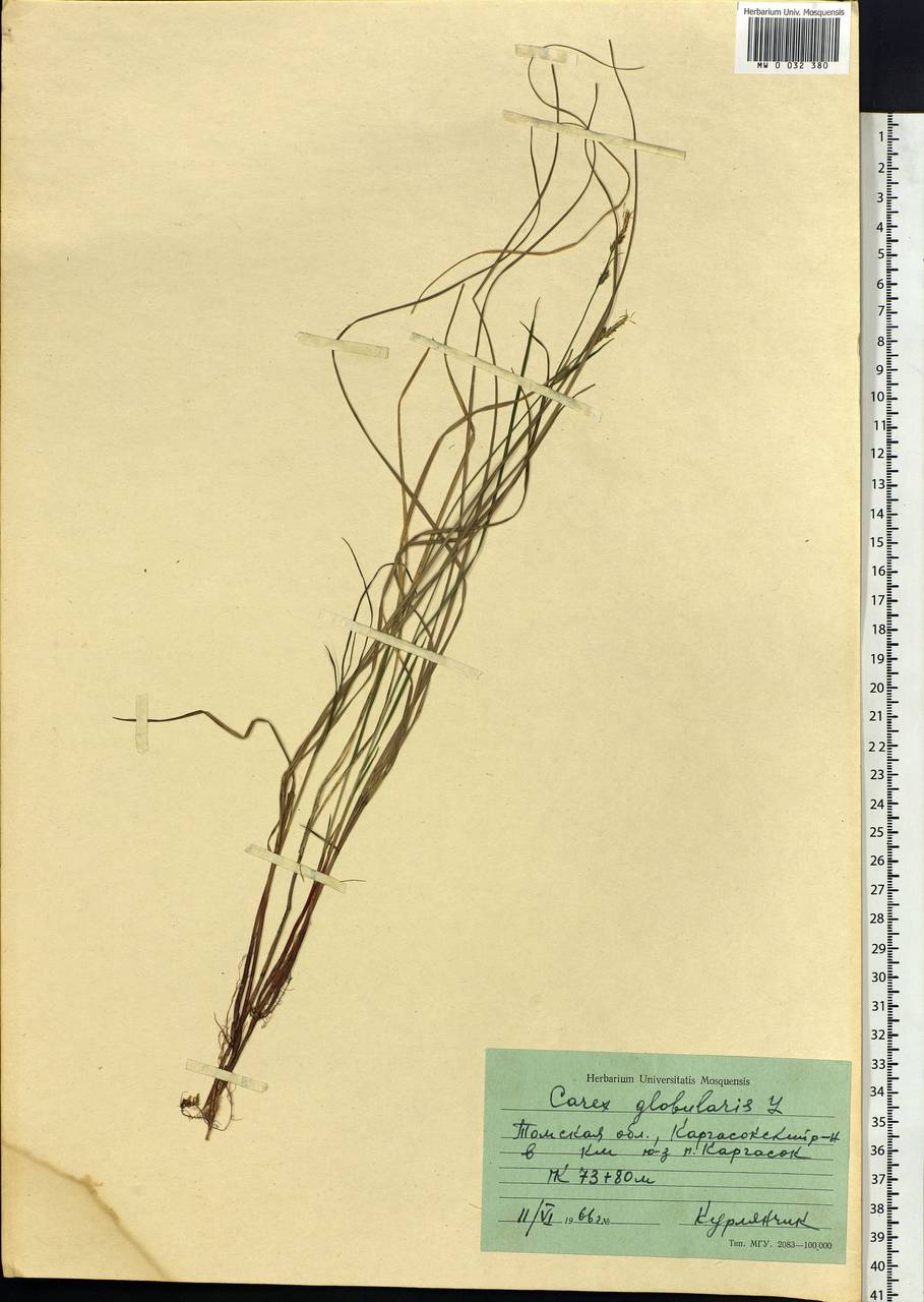 Осока шаровидная L., Сибирь, Западная Сибирь (S1) (Россия)