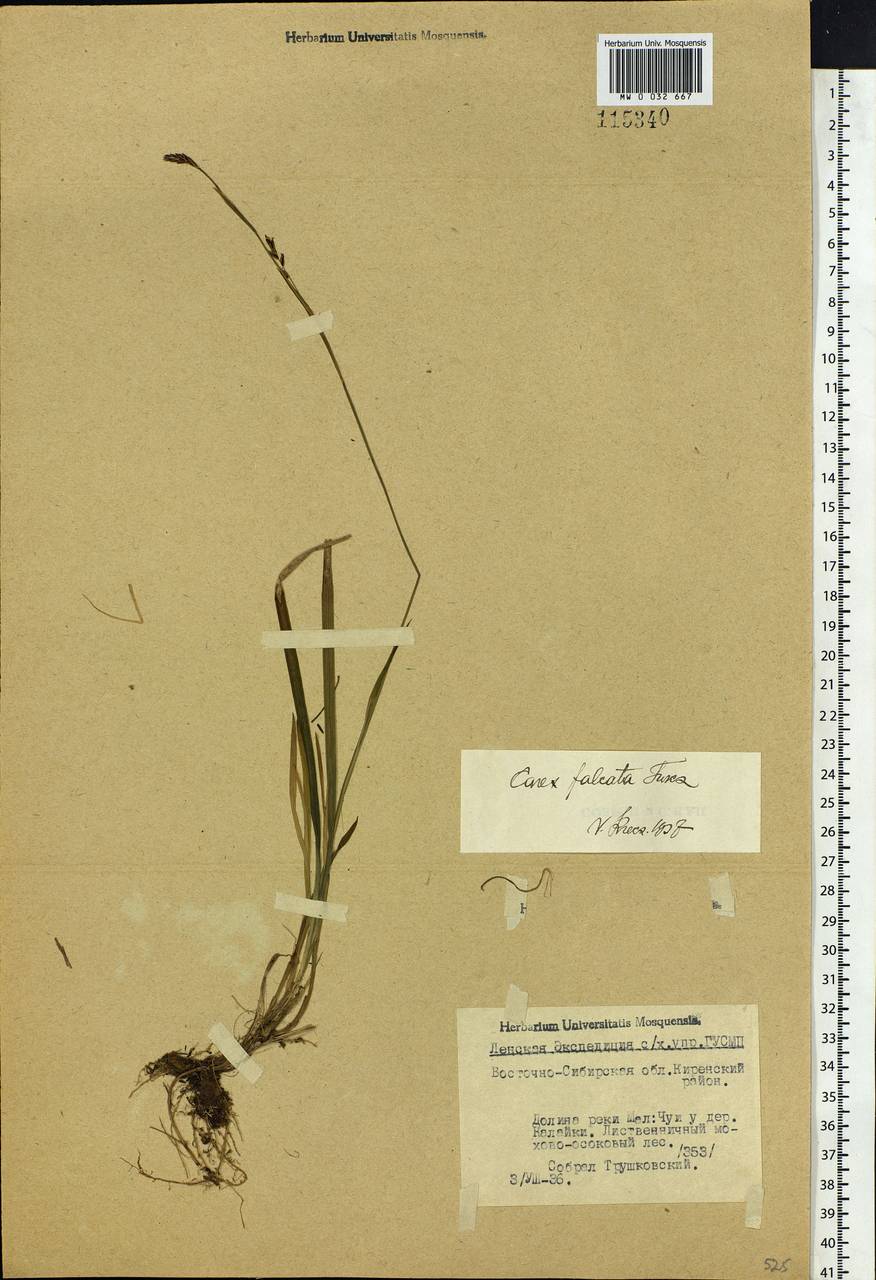 Осока Петерса (C.A.Mey. ex F.Schmidt) Akiyama, Сибирь, Прибайкалье и Забайкалье (S4) (Россия)