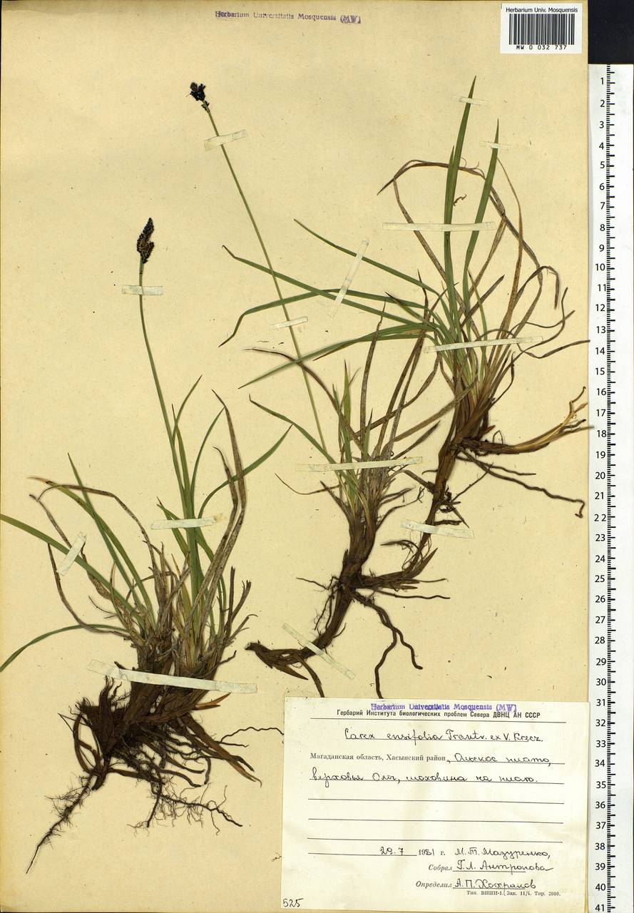 Carex bigelowii subsp. ensifolia (Turcz. ex Gorodkov) Holub, Сибирь, Чукотка и Камчатка (S7) (Россия)