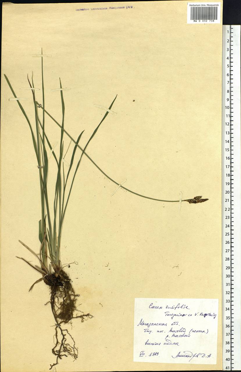 Carex bigelowii subsp. ensifolia (Turcz. ex Gorodkov) Holub, Сибирь, Чукотка и Камчатка (S7) (Россия)