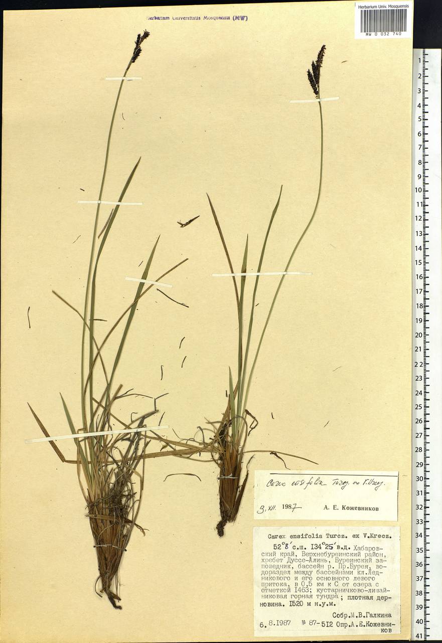 Carex bigelowii subsp. ensifolia (Turcz. ex Gorodkov) Holub, Сибирь, Дальний Восток (S6) (Россия)