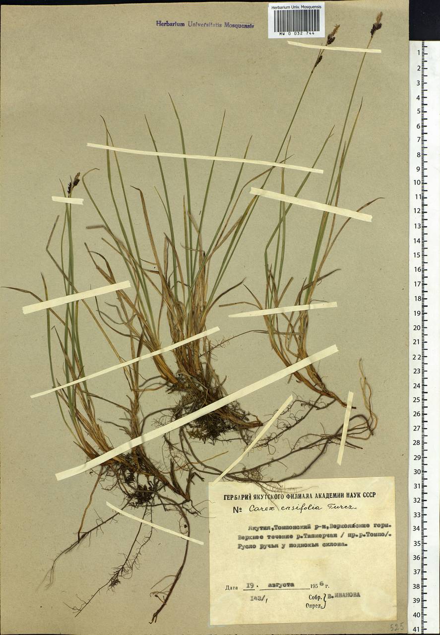 Carex bigelowii subsp. ensifolia (Turcz. ex Gorodkov) Holub, Сибирь, Якутия (S5) (Россия)