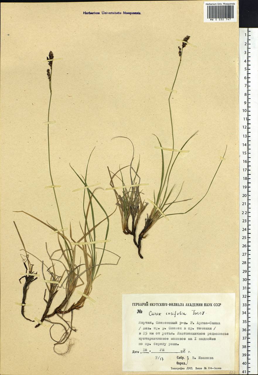 Carex bigelowii subsp. ensifolia (Turcz. ex Gorodkov) Holub, Сибирь, Якутия (S5) (Россия)