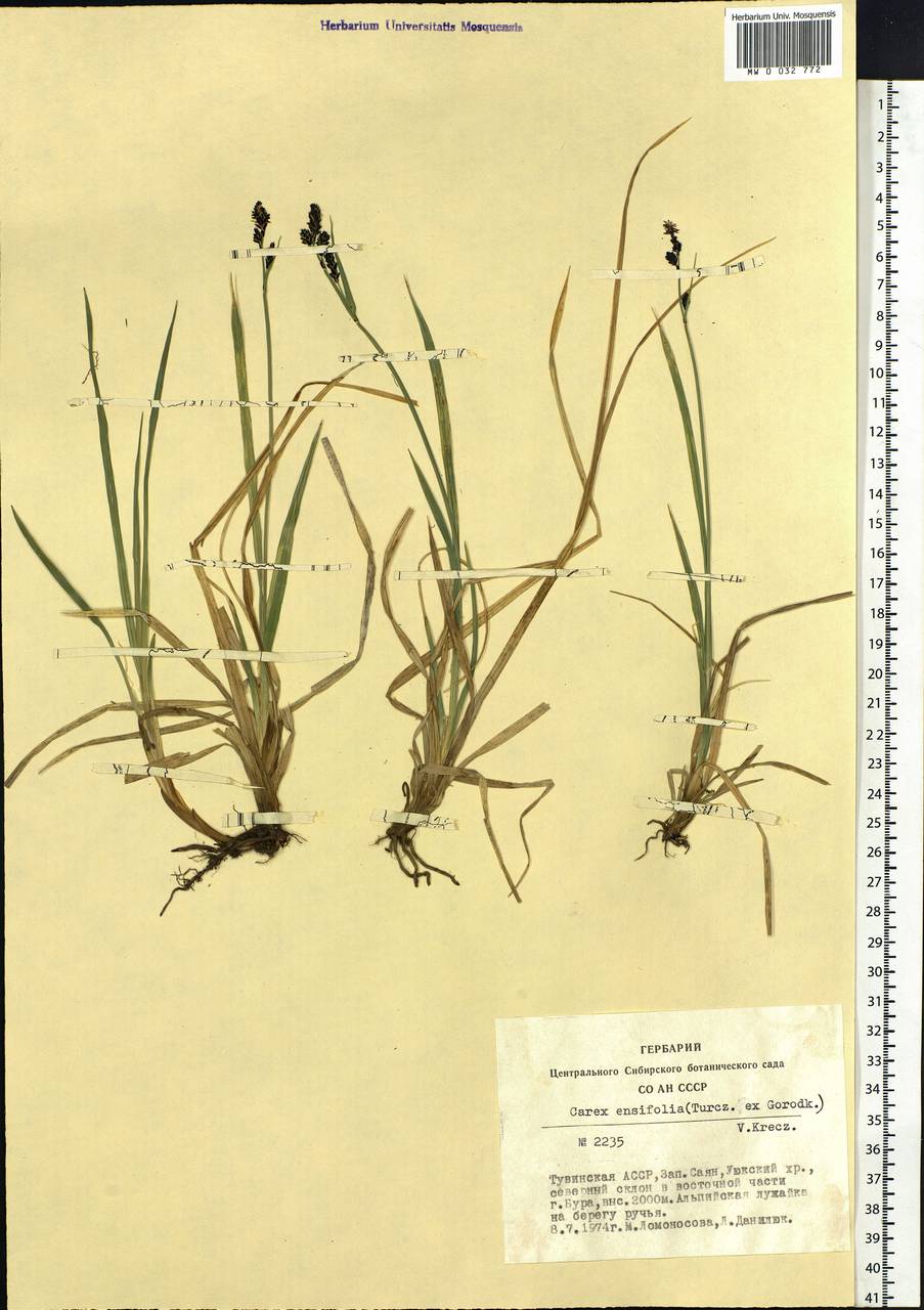 Carex bigelowii subsp. ensifolia (Turcz. ex Gorodkov) Holub, Сибирь, Алтай и Саяны (S2) (Россия)