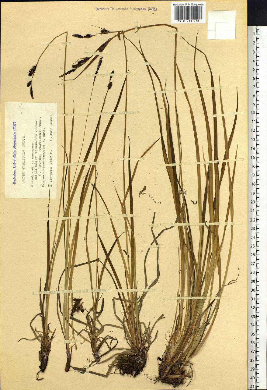 Carex bigelowii subsp. ensifolia (Turcz. ex Gorodkov) Holub, Сибирь, Алтай и Саяны (S2) (Россия)