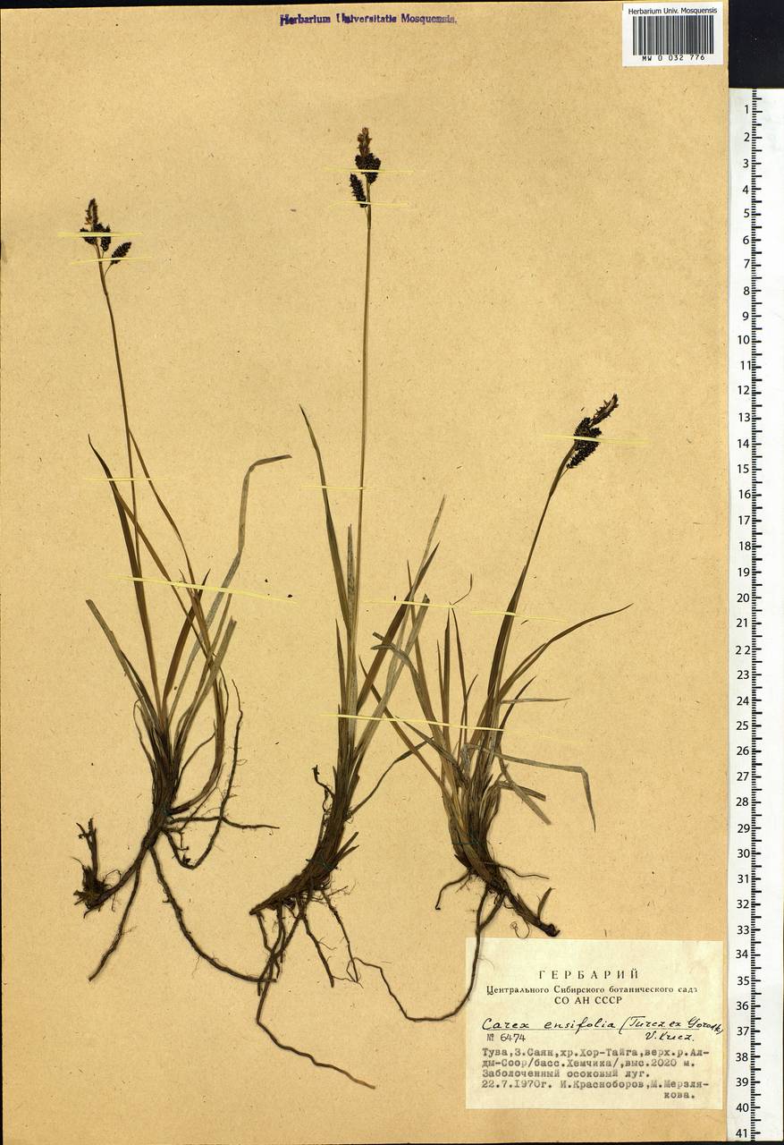 Carex bigelowii subsp. ensifolia (Turcz. ex Gorodkov) Holub, Сибирь, Алтай и Саяны (S2) (Россия)
