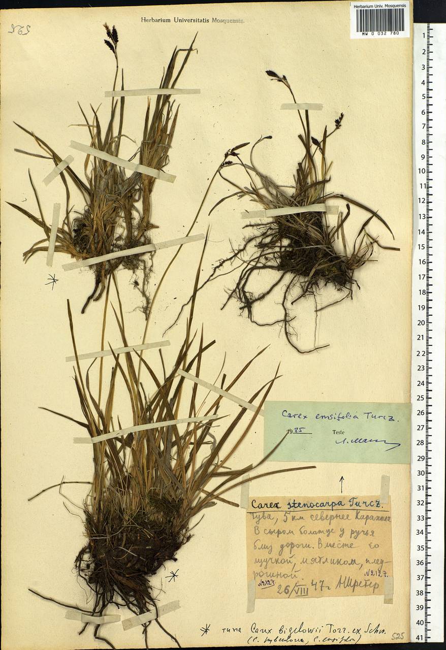 Carex bigelowii subsp. ensifolia (Turcz. ex Gorodkov) Holub, Сибирь, Алтай и Саяны (S2) (Россия)