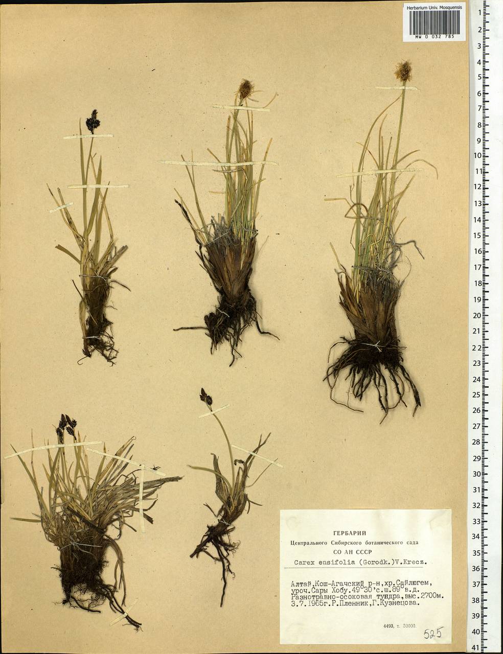 Carex bigelowii subsp. ensifolia (Turcz. ex Gorodkov) Holub, Сибирь, Алтай и Саяны (S2) (Россия)