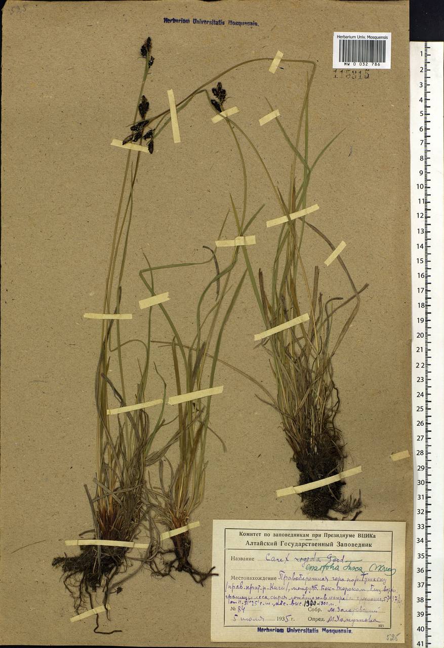 Carex bigelowii subsp. ensifolia (Turcz. ex Gorodkov) Holub, Сибирь, Алтай и Саяны (S2) (Россия)