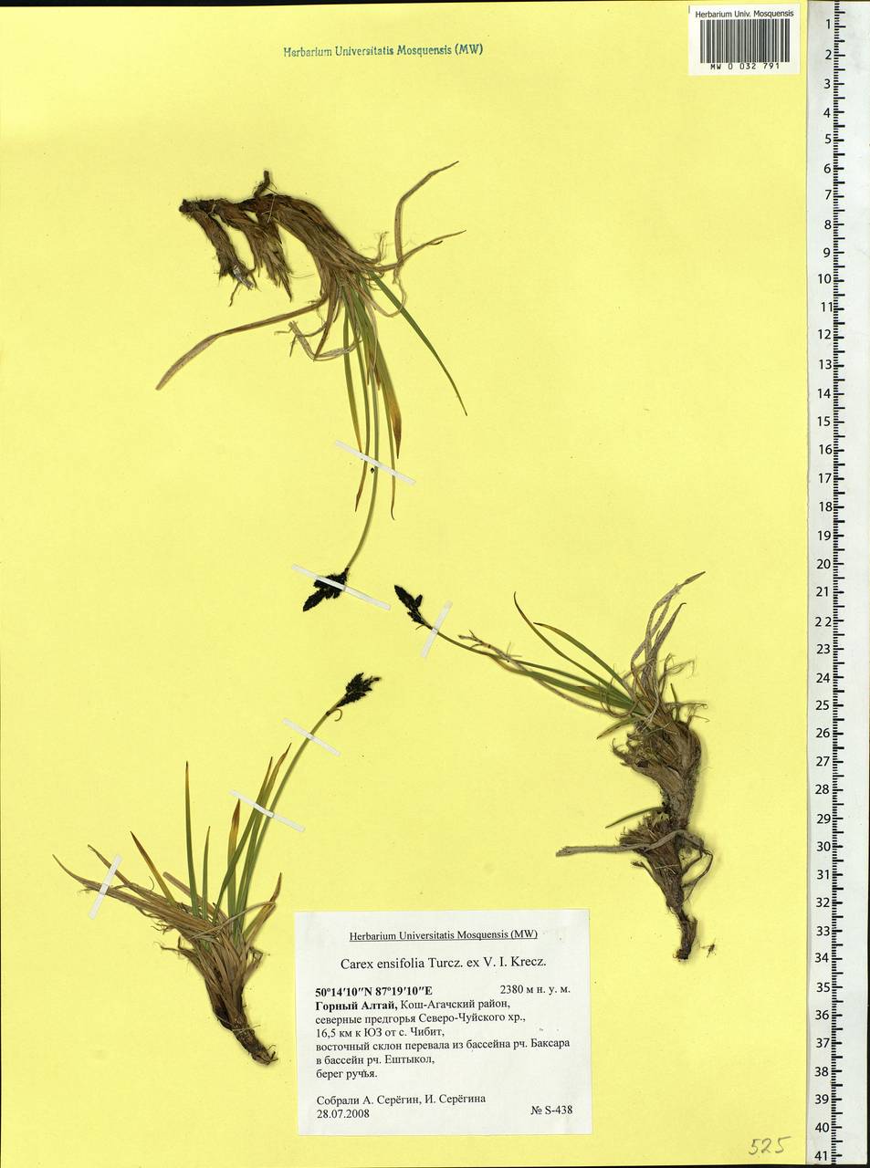Carex bigelowii subsp. ensifolia (Turcz. ex Gorodkov) Holub, Сибирь, Алтай и Саяны (S2) (Россия)