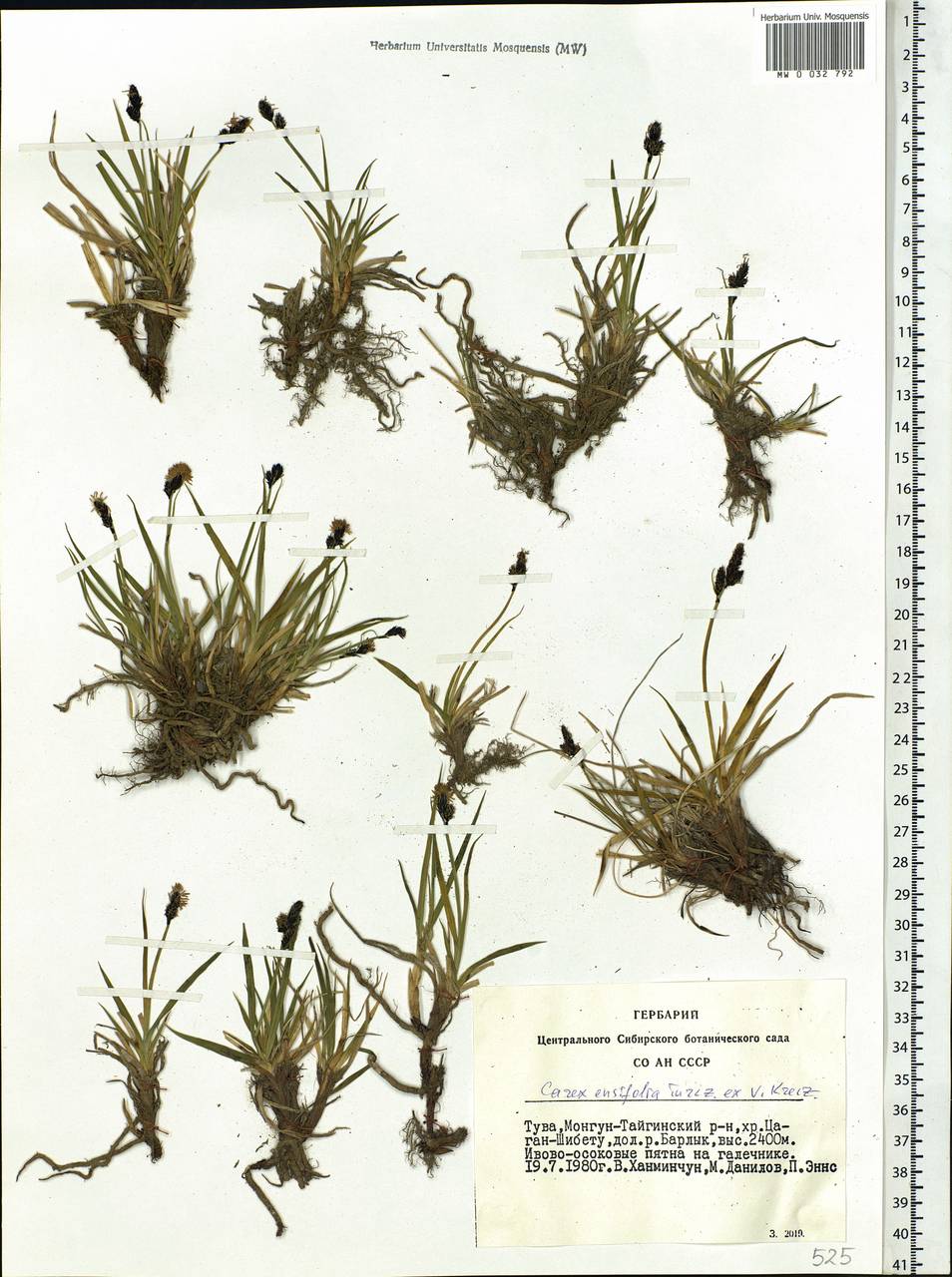 Carex bigelowii subsp. ensifolia (Turcz. ex Gorodkov) Holub, Сибирь, Алтай и Саяны (S2) (Россия)