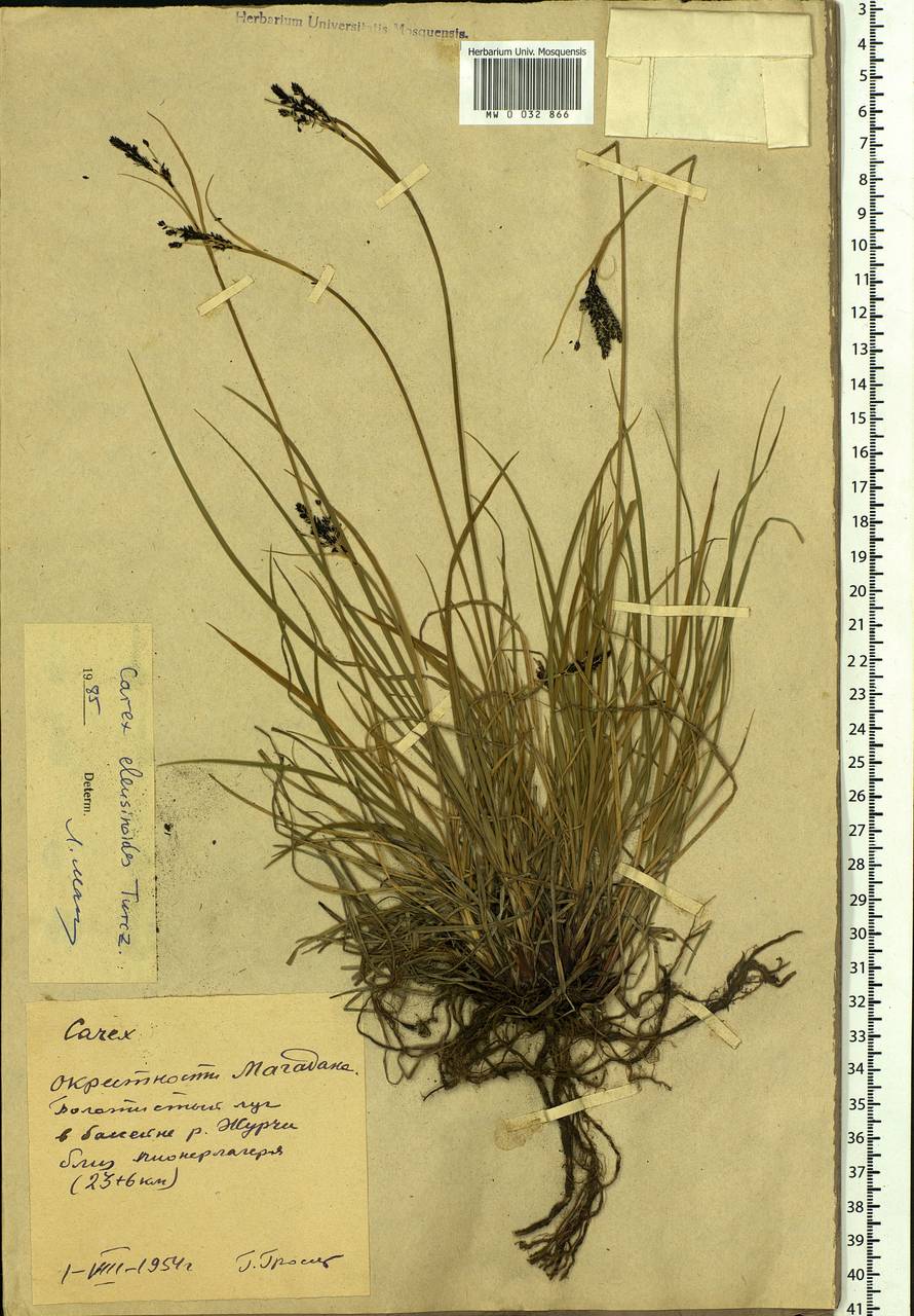 Осока элевзиновидная Turcz. ex Kunth, Сибирь, Чукотка и Камчатка (S7) (Россия)