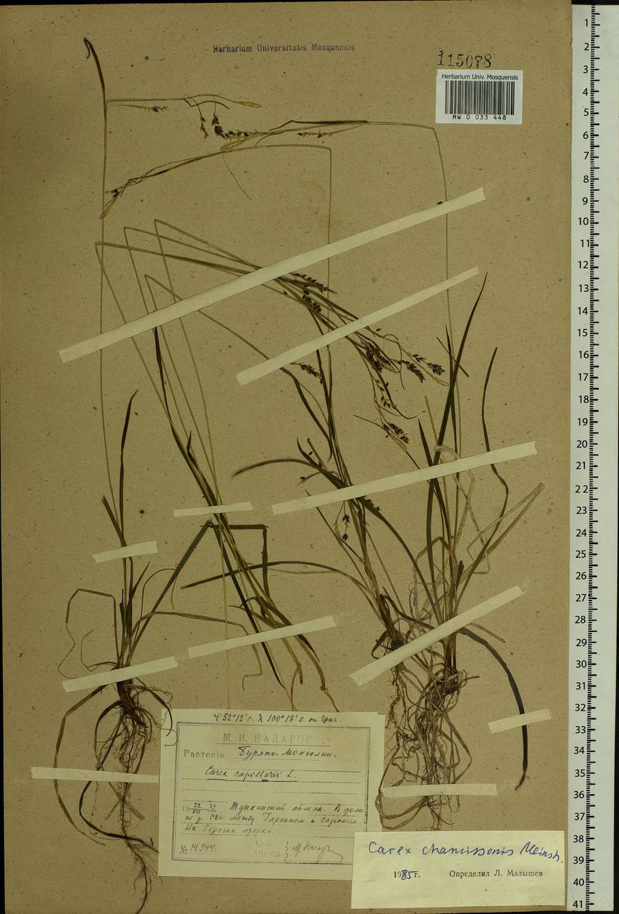 Осока изящная, Осока нежная C.B.Clarke, Сибирь, Прибайкалье и Забайкалье (S4) (Россия)