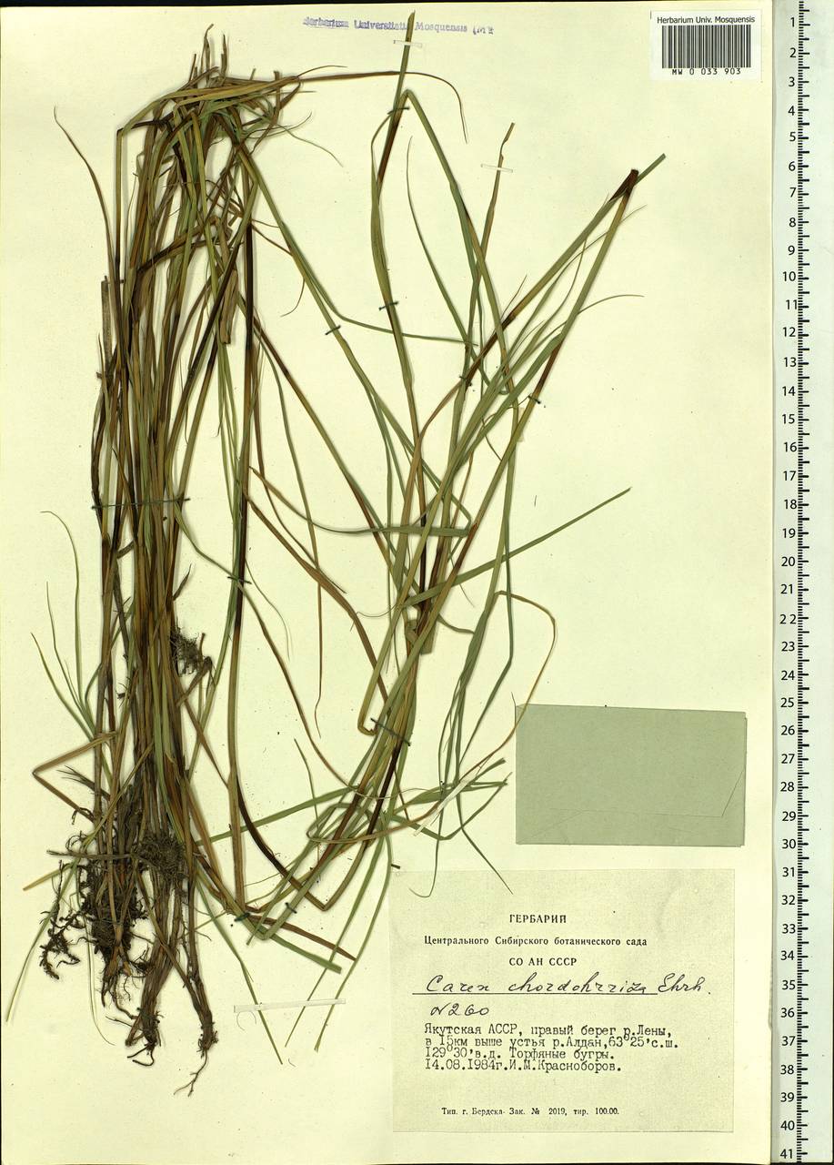 Осока плетевидная, Осока струнокорневая L.f., Сибирь, Якутия (S5) (Россия)
