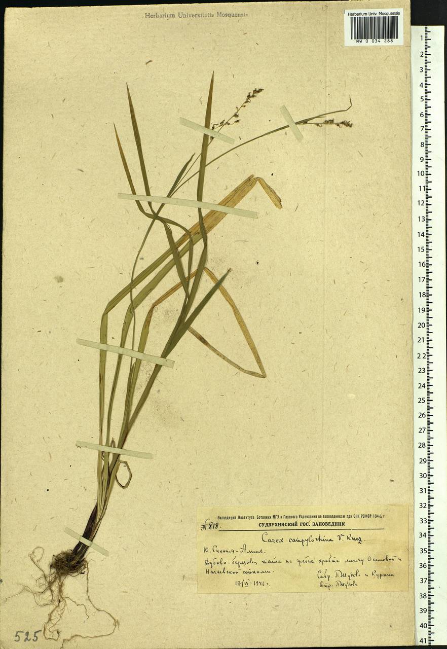 Carex auriculata Franch., Сибирь, Дальний Восток (S6) (Россия)
