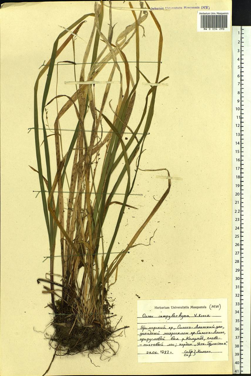 Carex auriculata Franch., Сибирь, Дальний Восток (S6) (Россия)