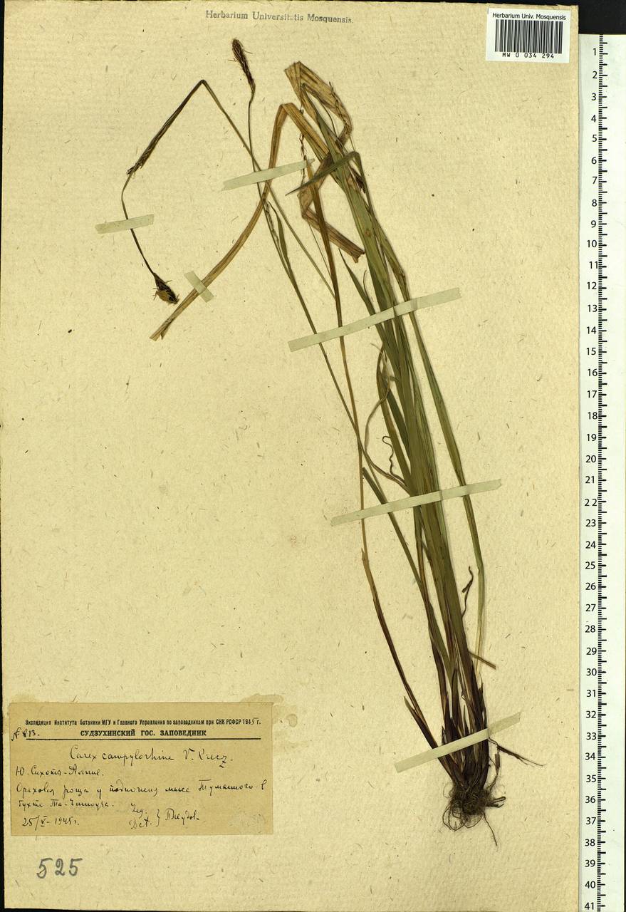 Carex auriculata Franch., Сибирь, Дальний Восток (S6) (Россия)
