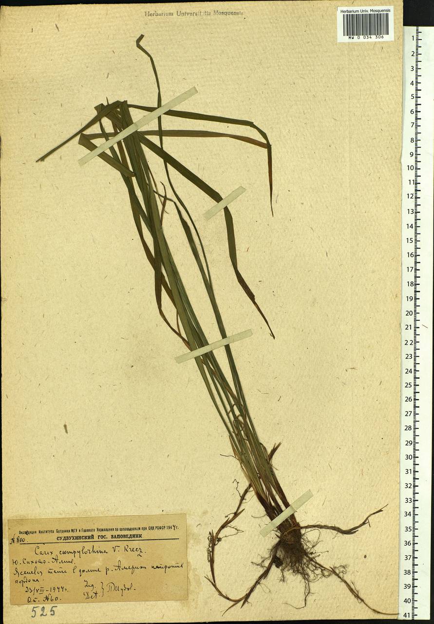 Carex auriculata Franch., Сибирь, Дальний Восток (S6) (Россия)