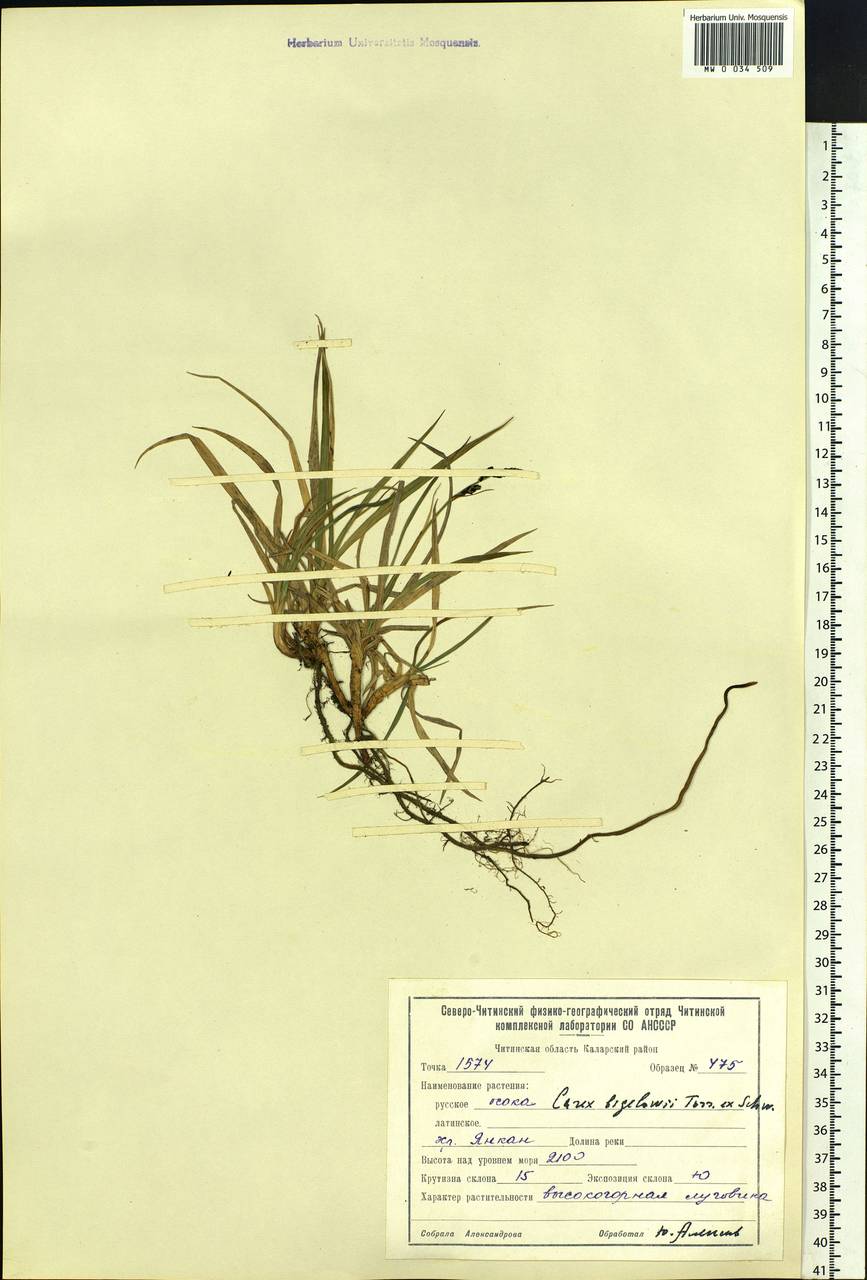 Осока Бигелоу Torr. ex Schwein., Сибирь, Прибайкалье и Забайкалье (S4) (Россия)
