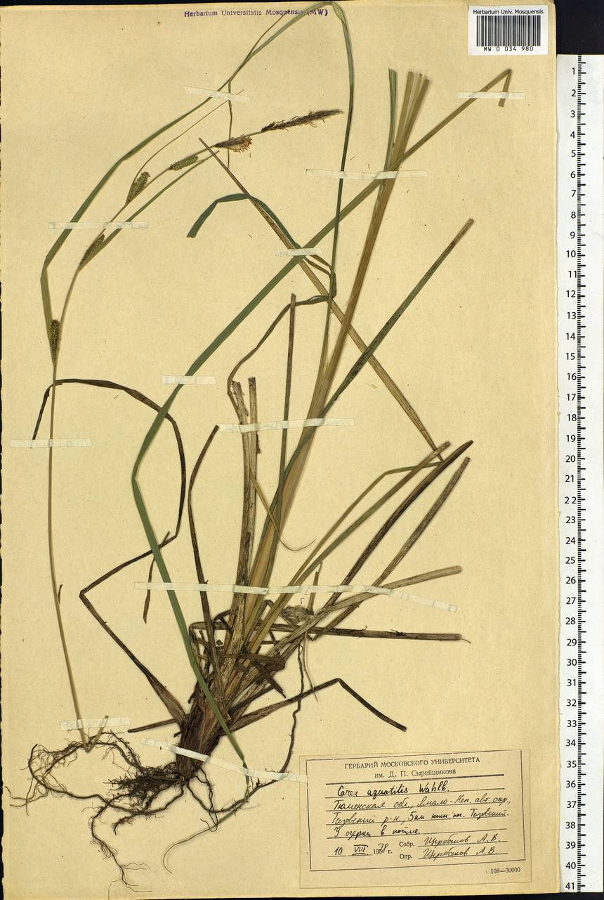 Осока водяная Wahlenb., Сибирь, Западная Сибирь (S1) (Россия)