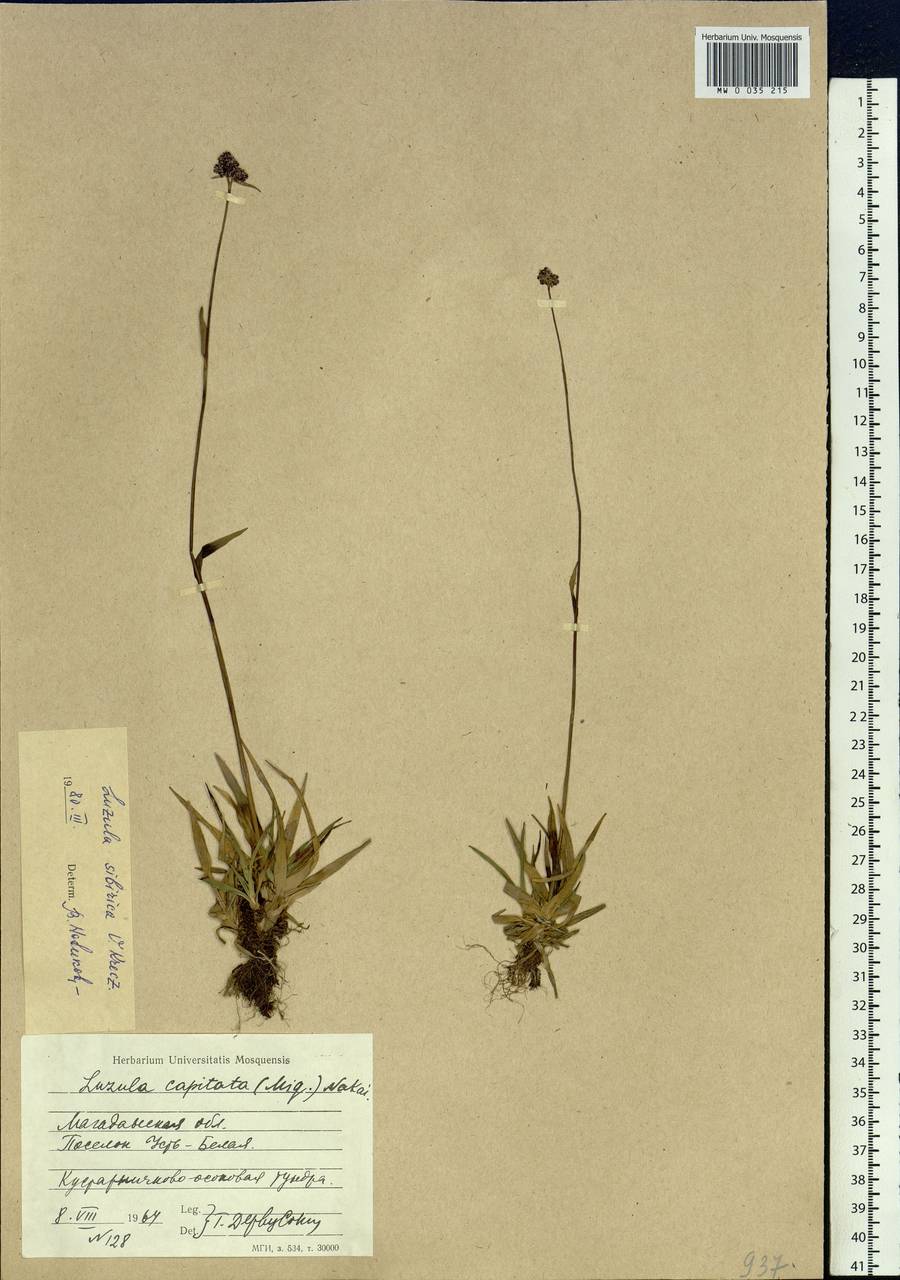 Luzula multiflora subsp. sibirica V.I.Krecz., Сибирь, Чукотка и Камчатка (S7) (Россия)