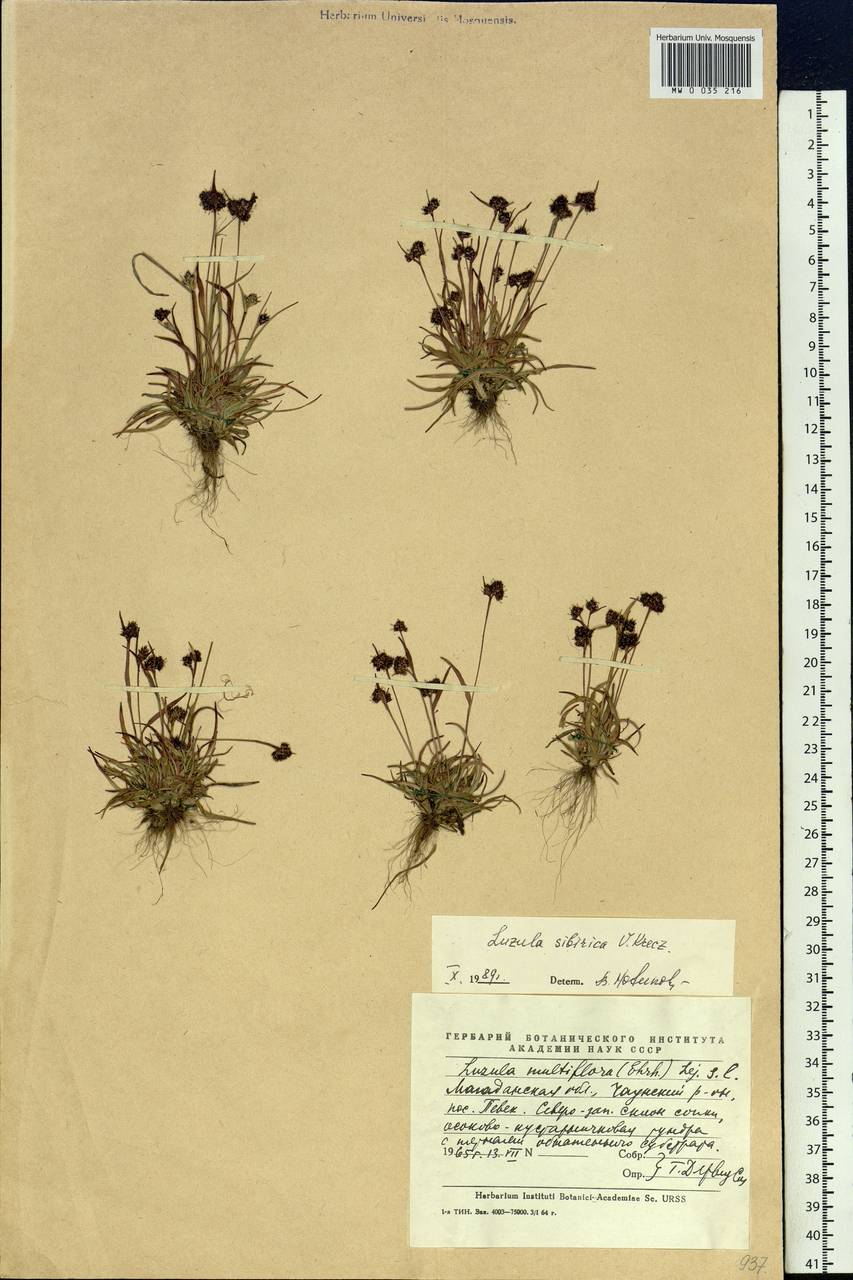 Luzula multiflora subsp. sibirica V.I.Krecz., Сибирь, Чукотка и Камчатка (S7) (Россия)