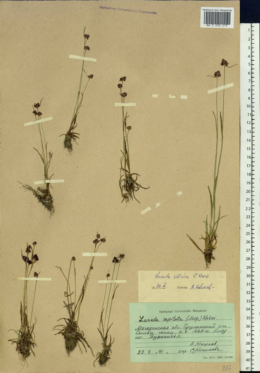 Luzula multiflora subsp. sibirica V.I.Krecz., Сибирь, Чукотка и Камчатка (S7) (Россия)