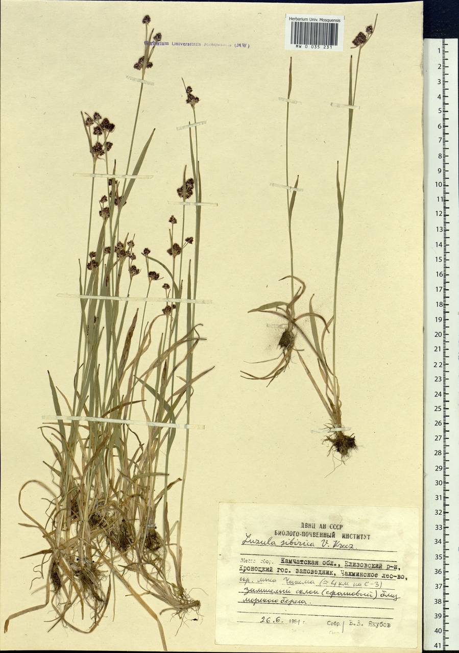Luzula multiflora subsp. sibirica V.I.Krecz., Сибирь, Чукотка и Камчатка (S7) (Россия)