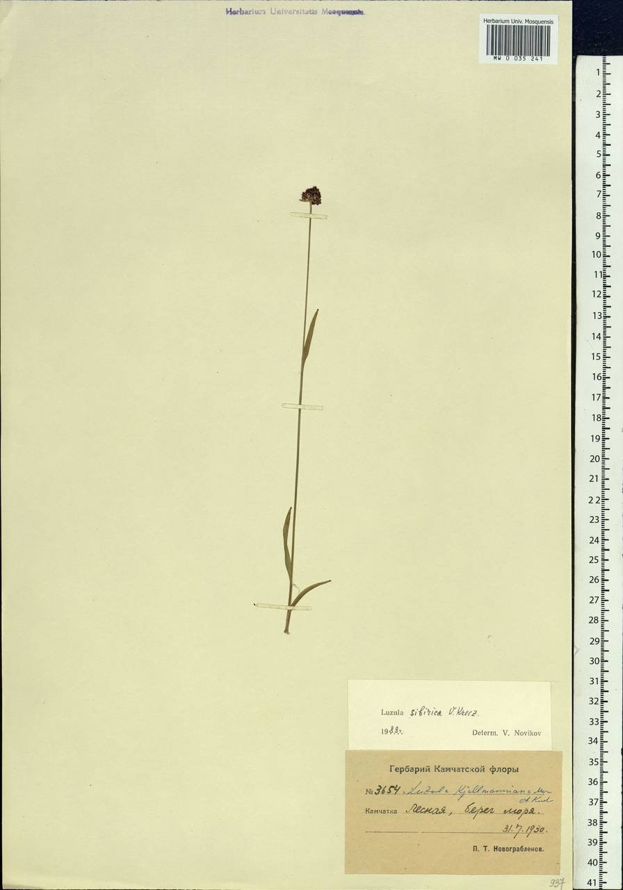 Luzula multiflora subsp. sibirica V.I.Krecz., Сибирь, Чукотка и Камчатка (S7) (Россия)
