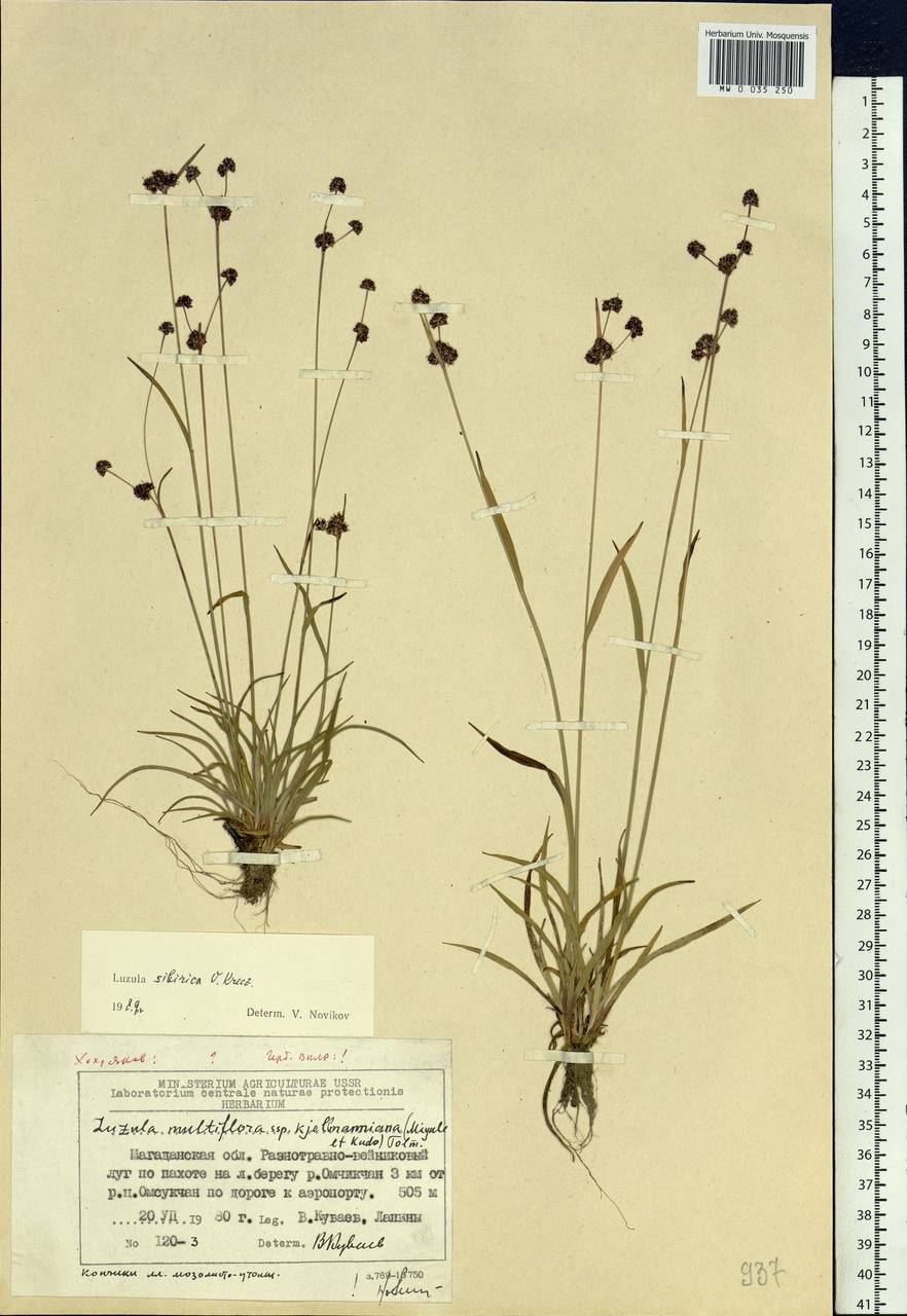 Luzula multiflora subsp. sibirica V.I.Krecz., Сибирь, Чукотка и Камчатка (S7) (Россия)