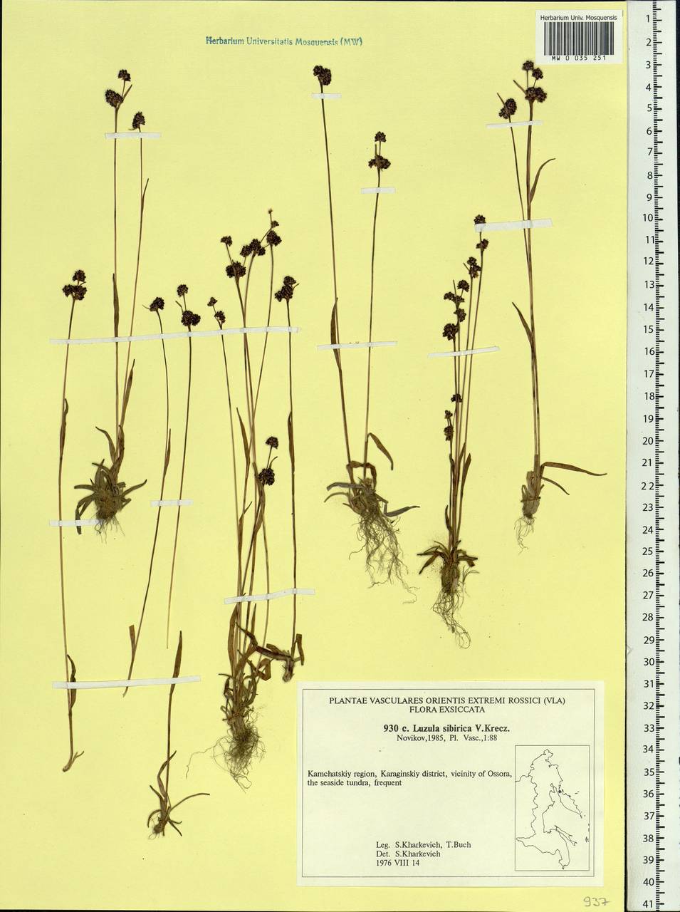 Luzula multiflora subsp. sibirica V.I.Krecz., Сибирь, Чукотка и Камчатка (S7) (Россия)